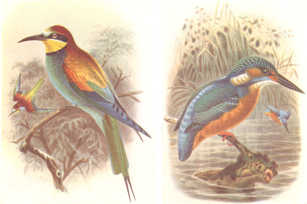 BRITISH BIRDS. Bee-eater; Kingfisher. THORBURN 1925 old vintage print picture